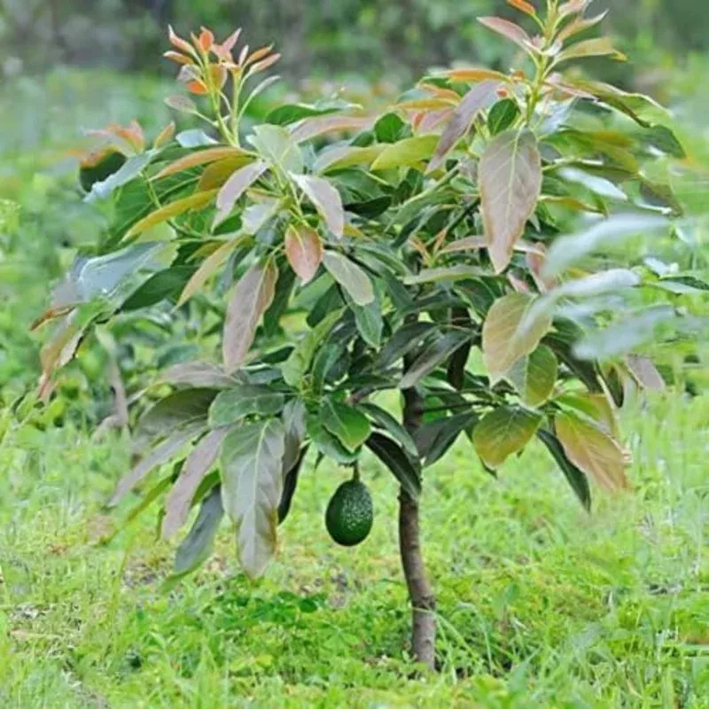 1 Avocado Marcus Tree (Persea americana) Live Starter PlantTropical Big Fruit Tree Exotic 1-2 | Plants