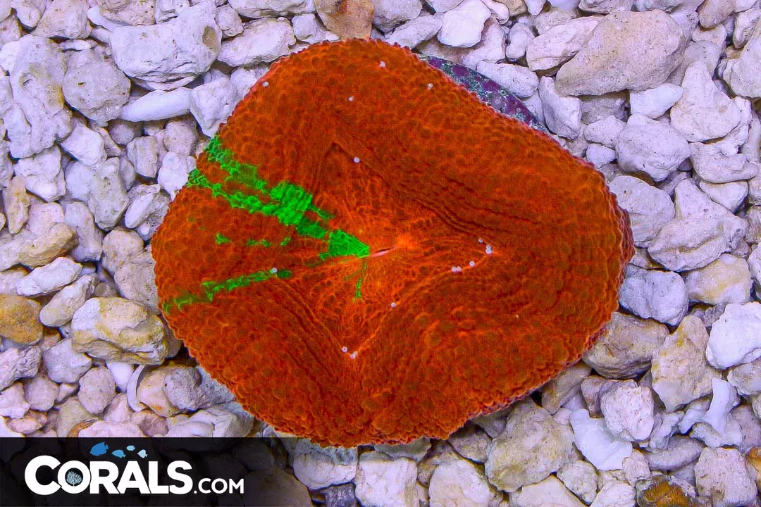 Acan Bowerbanki Frag BLEEDING APPLE RARE