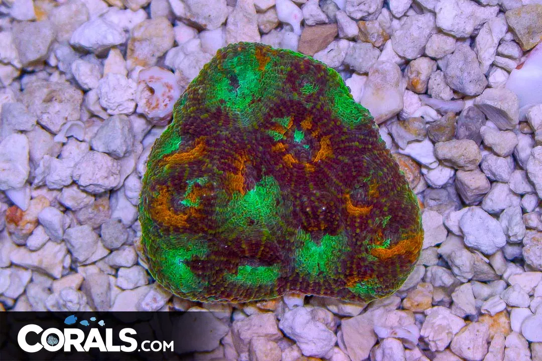 Acan Echinata – ULTRA INDO