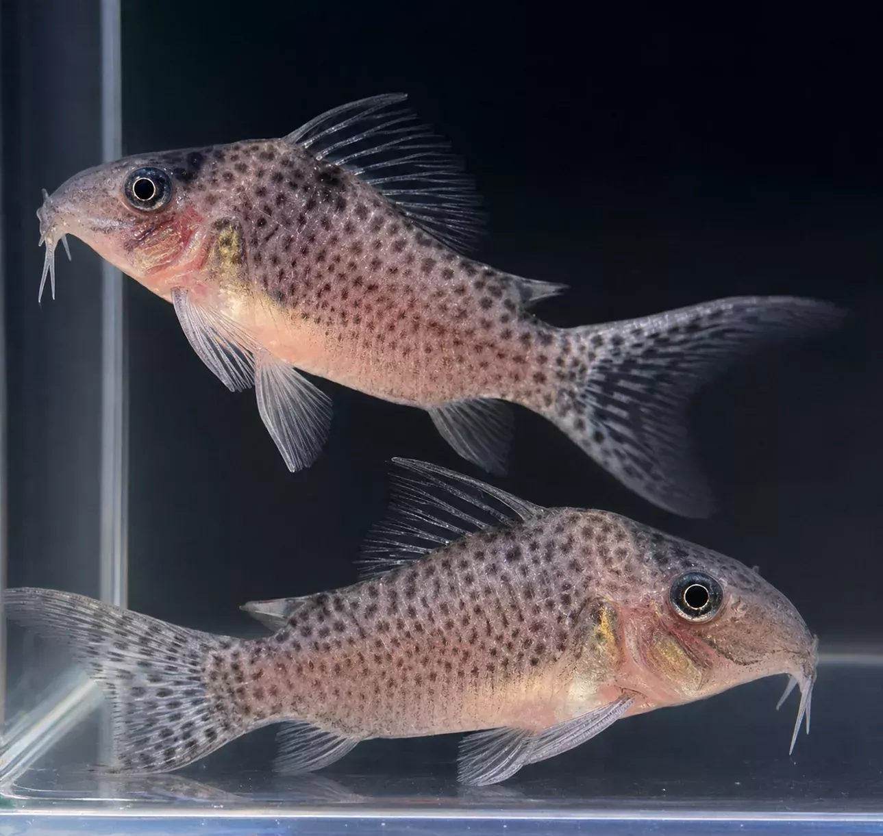 Agassizii Cory – L