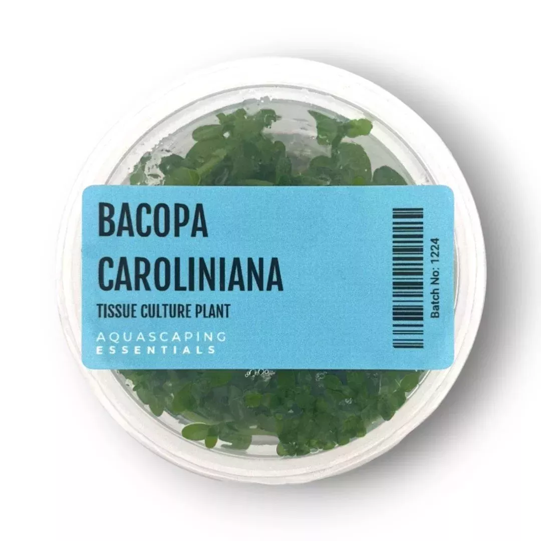 Aquascaping Essentials – Bacopa Caroliniana Tissue Culture