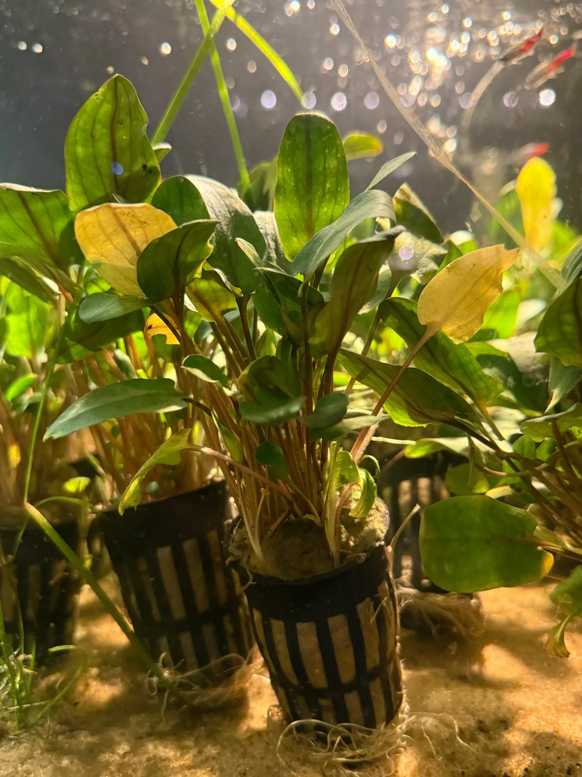 Aridarum Caulescens – Pot