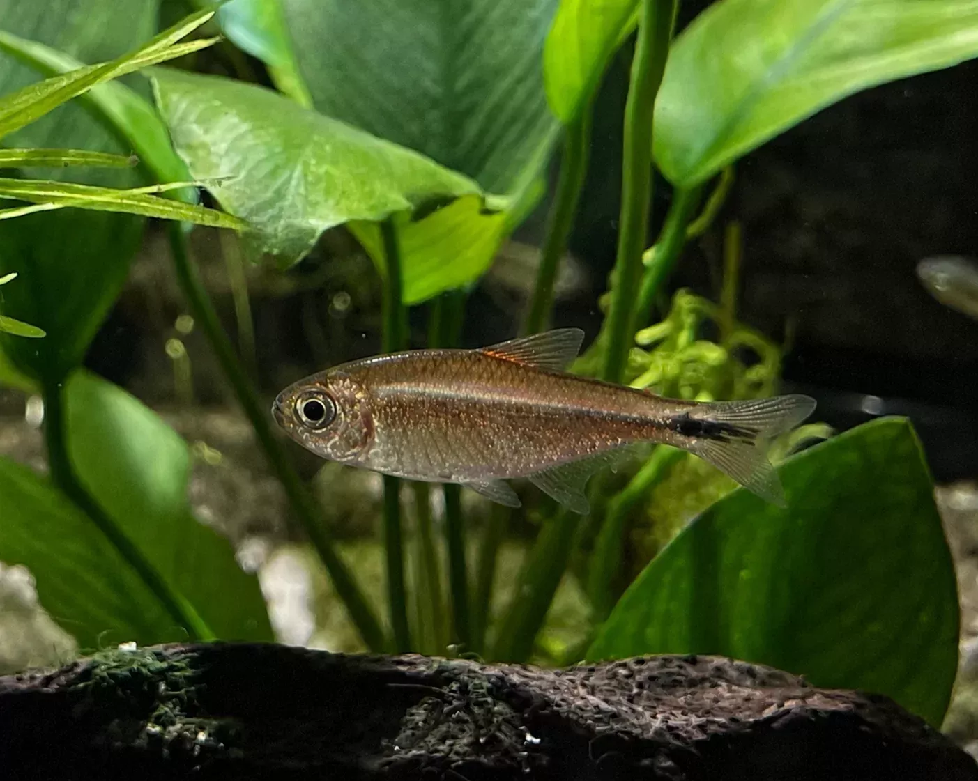 Aurora Tetra