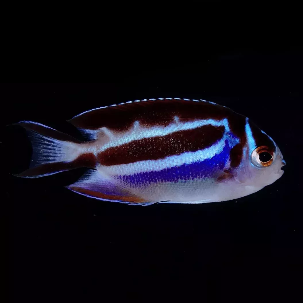 Bellus Angelfish – Female – Genicanthus bellus