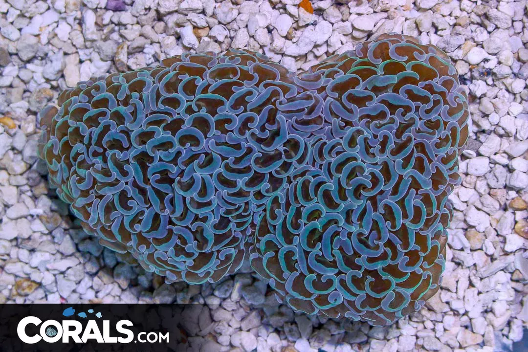 BIG Hammer Wall – Australia Multicolor