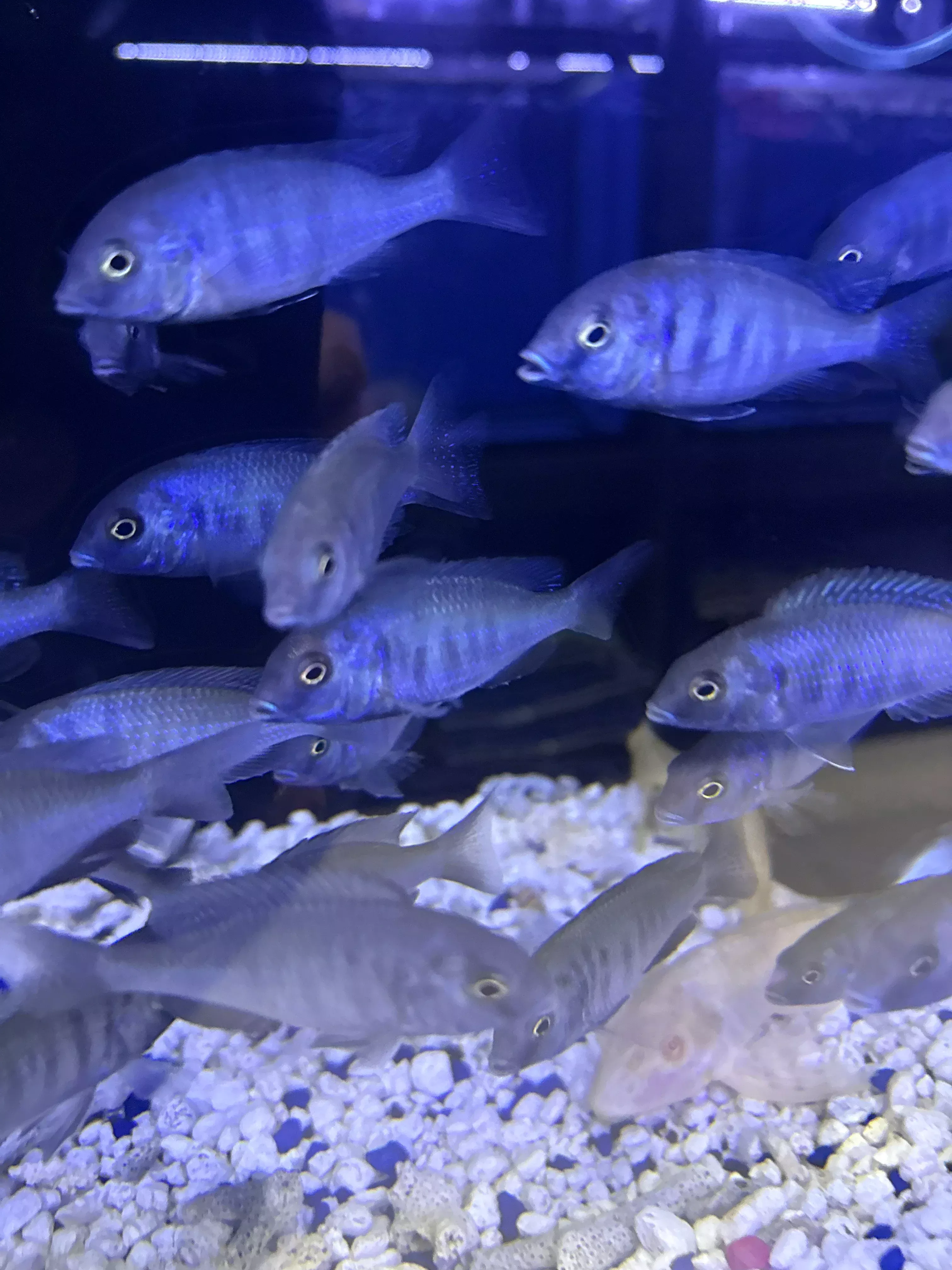 Blue Dolphin Cichlid (Cyrtocara Moorii)