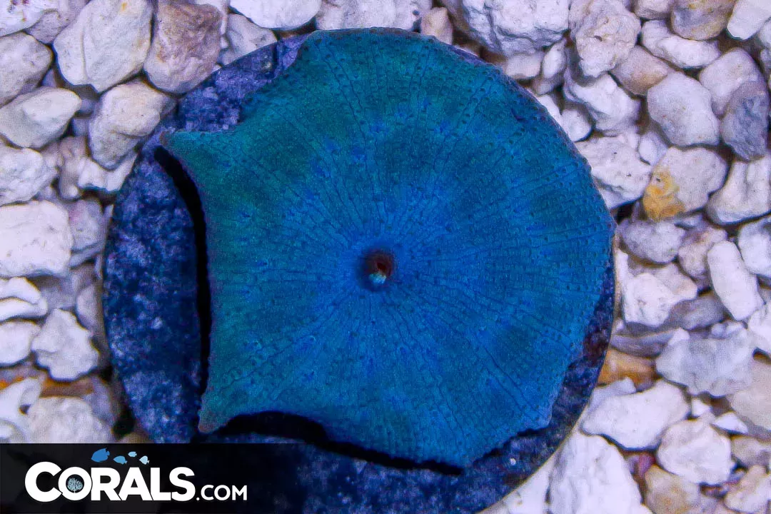 BLUE Mushroom Frag