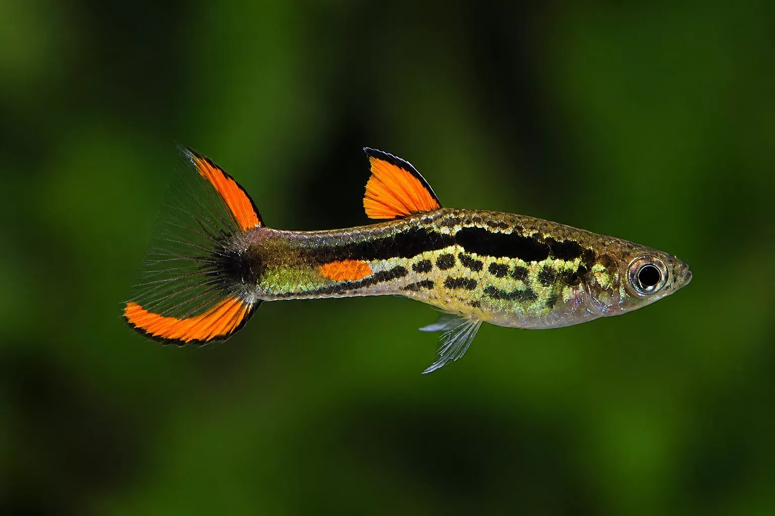 Compoma #48 Endler’s Livebearer – Nu Aqua Bred!