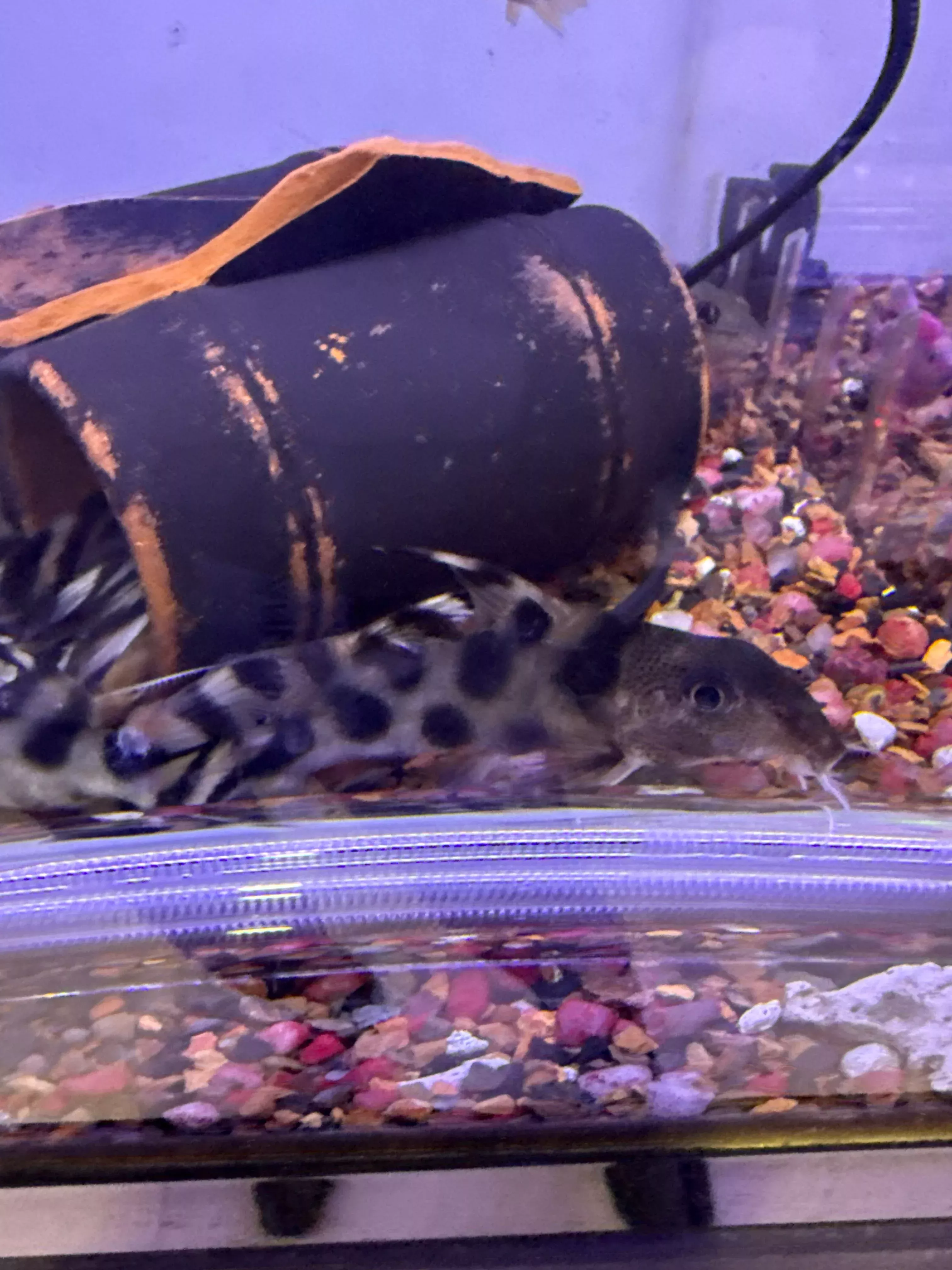 Decorus Synodontis Catfish (Synodontis Decorus)
