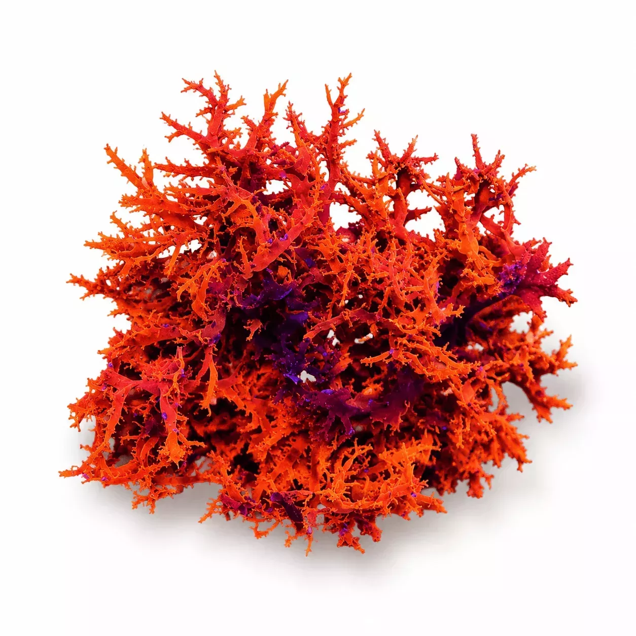 Dragons Breath – Super Saiyan – Macroalgae – Reef Genetics