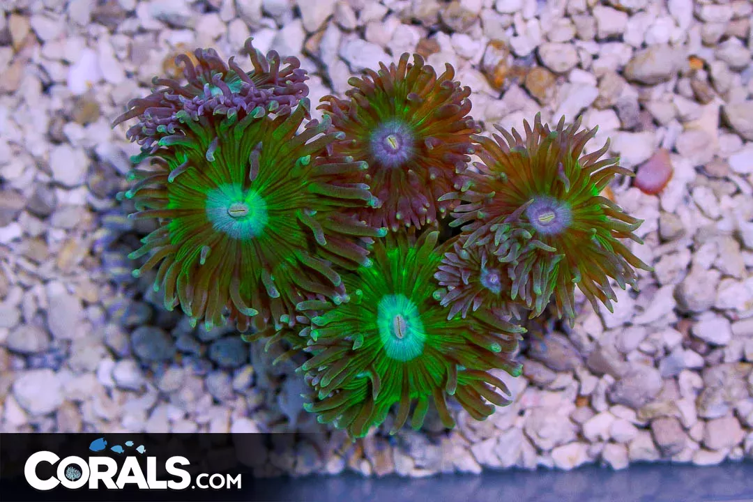Duncan Colony – Australia 5 Polyps BRANCHING