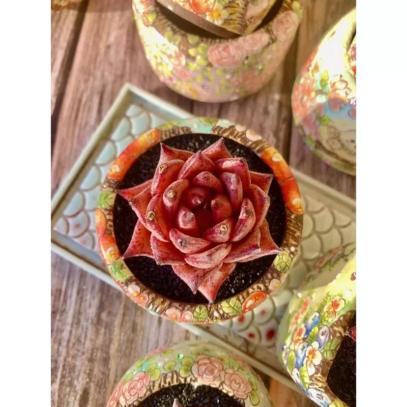 Echeveria agavoides Romeo | Staff Picks