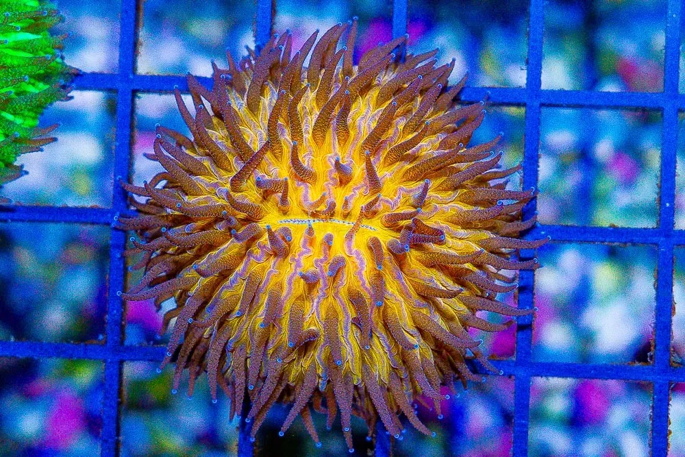 EXTREMELY RARE Helmet Fungia Orange – Australia – Dome Shaped