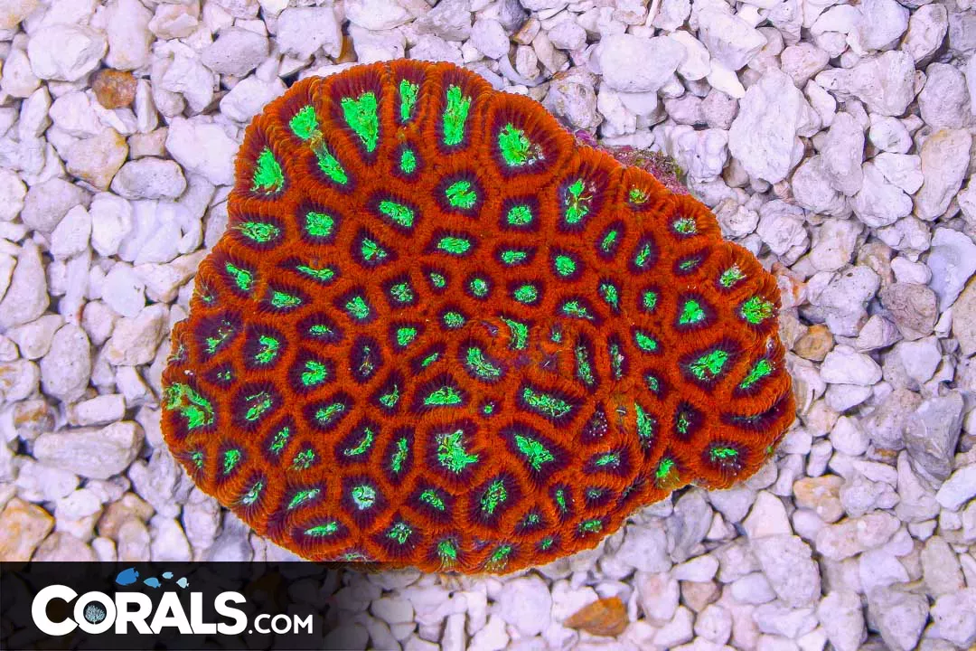 Favia ULTRA COLOR – Australia