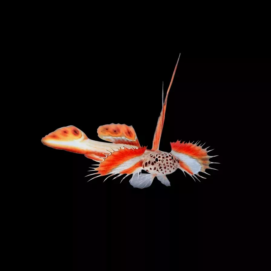 Flaming Prawn Goby – Discordipinna griessingeri