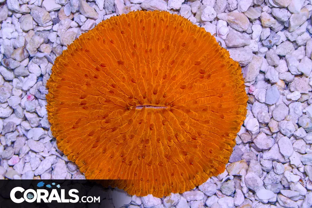 Fungia – Indo ORANGE HUGE