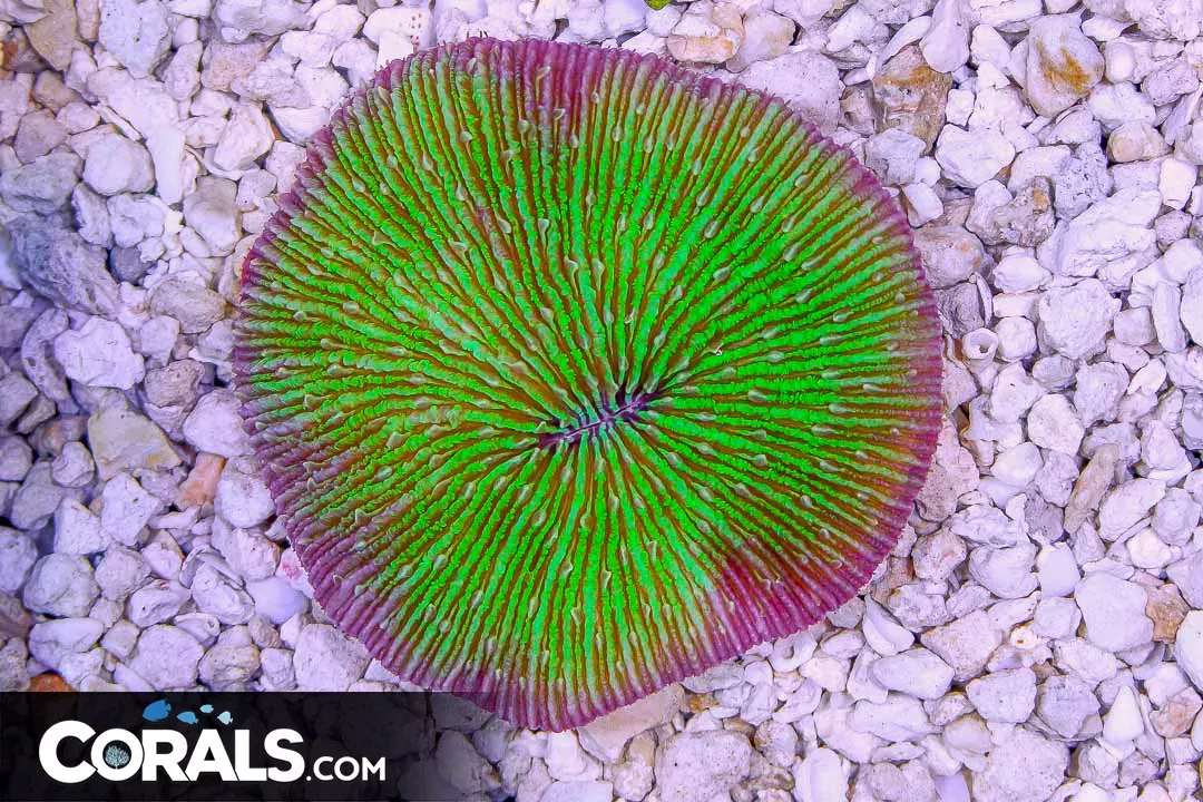 Fungia – Indonesia PURPLE RIM Multicolor