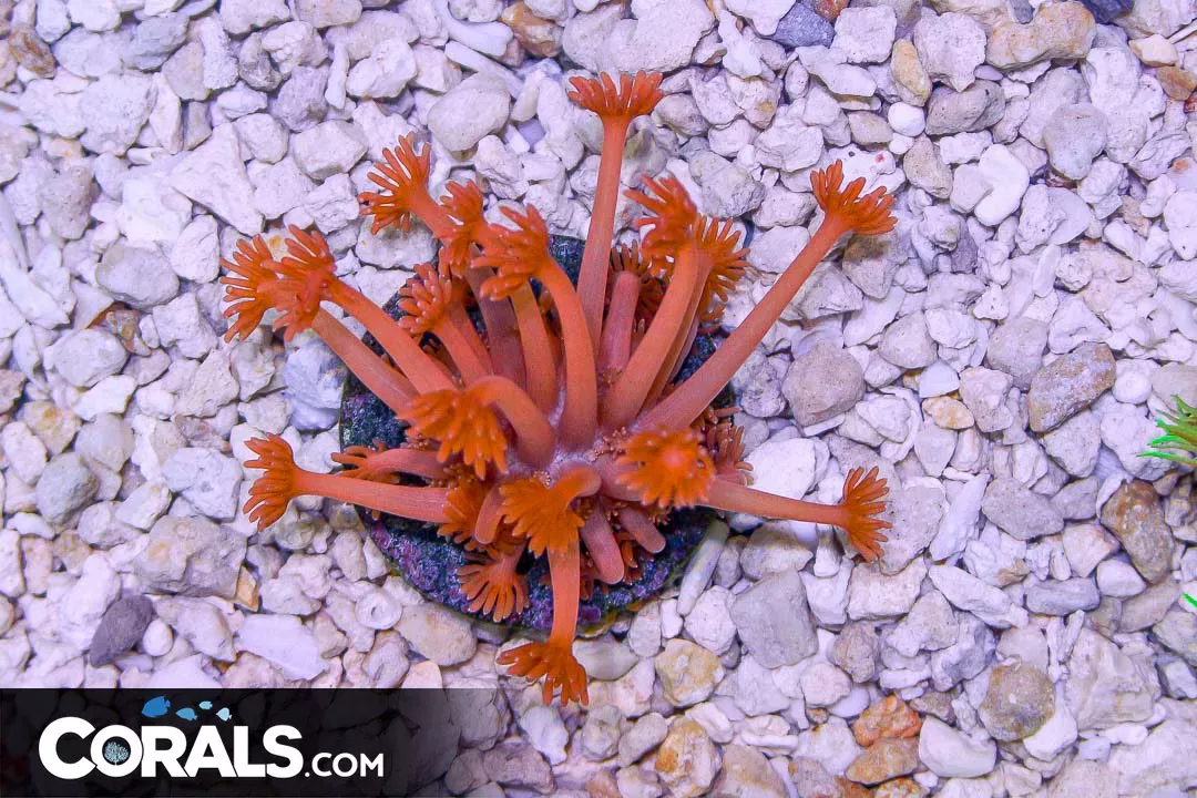 Goniopora Frag UNIQUE RED LONG POLYP