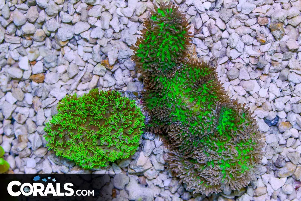 Hairy Mushroom – Indonesia 2 Colors on Branch