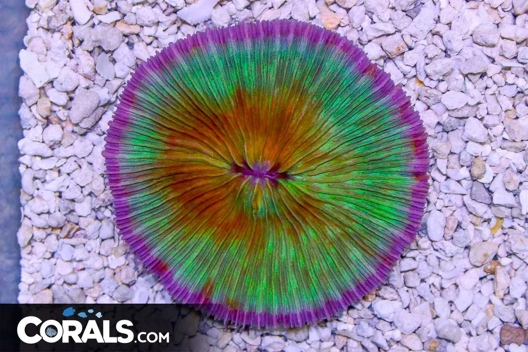 HUGE Fungia – Indonesia PURPLE RIM Multicolor