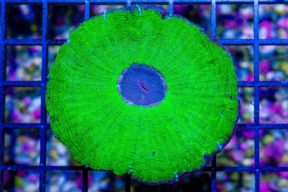 HUGE Moseleya Frag