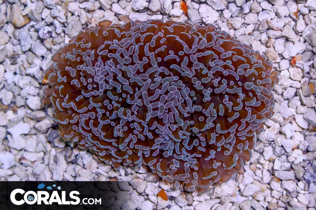 Hybrid Hammer/Frogspawn RARE – Australia FRAMMER