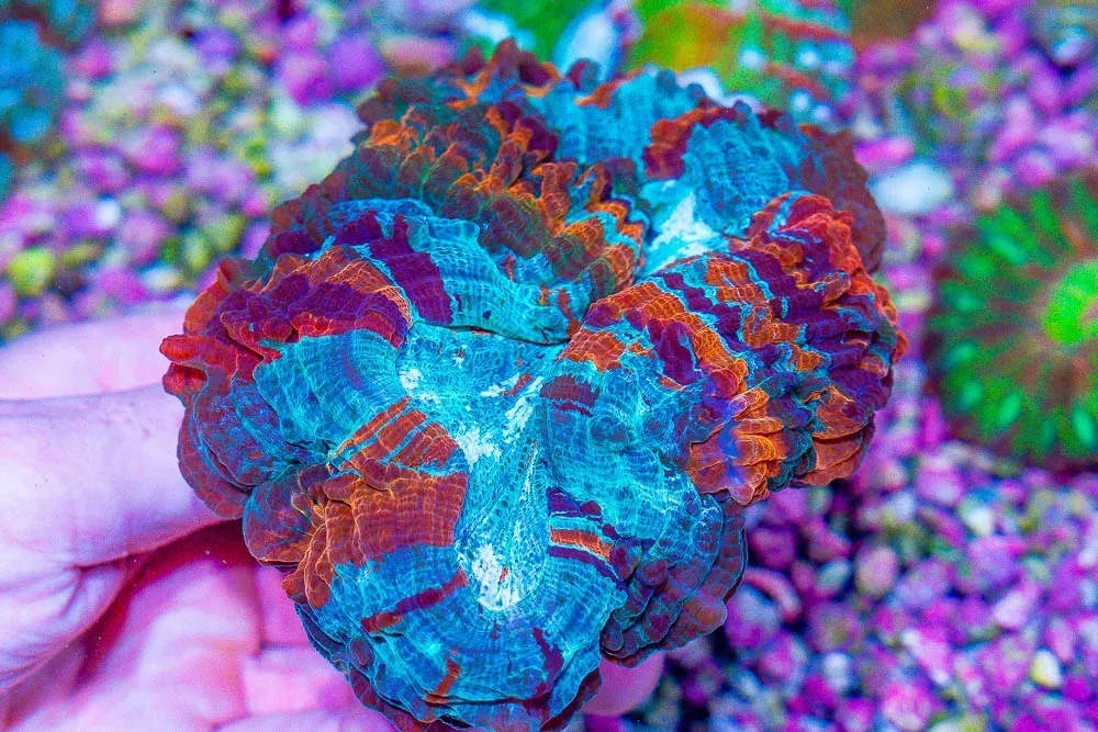 Insane Acanthophyllia – Indo Show Piece Rainbow! More Pics Inside! (Blue Video Inside!)