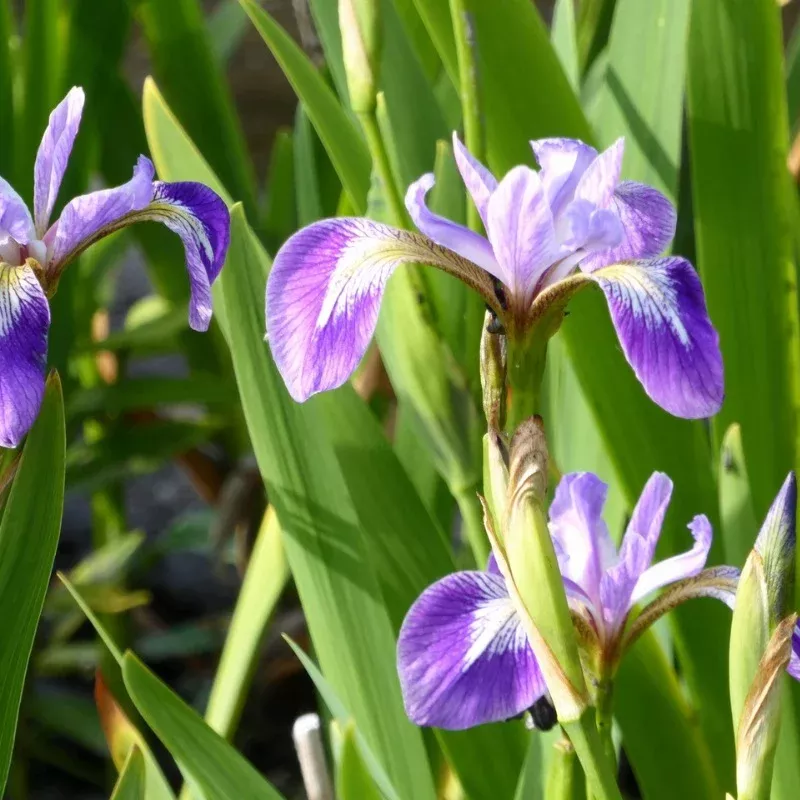Iris Versicolor Blue Flag