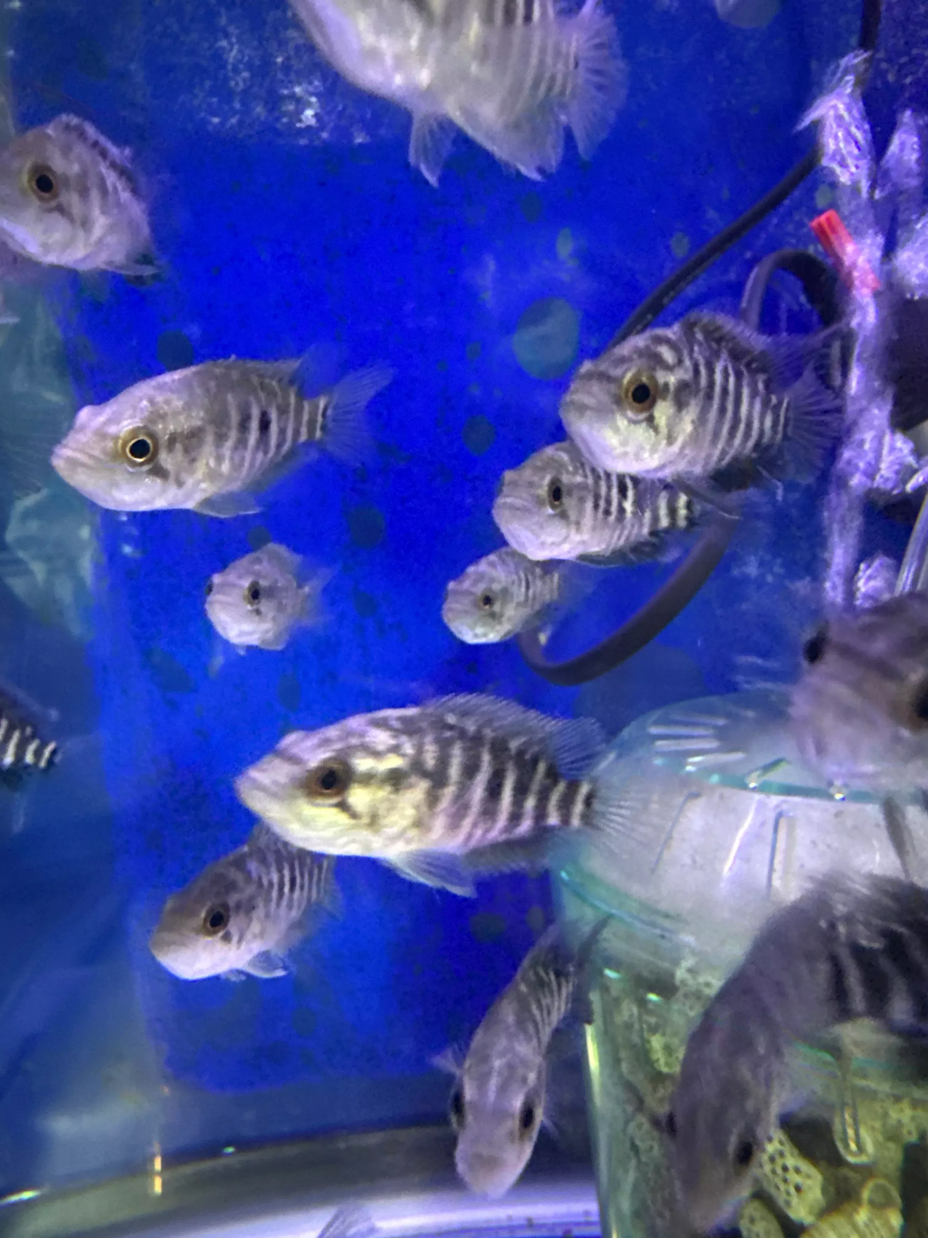 Jaguar Cichlid ( Herichthys Managuensis )