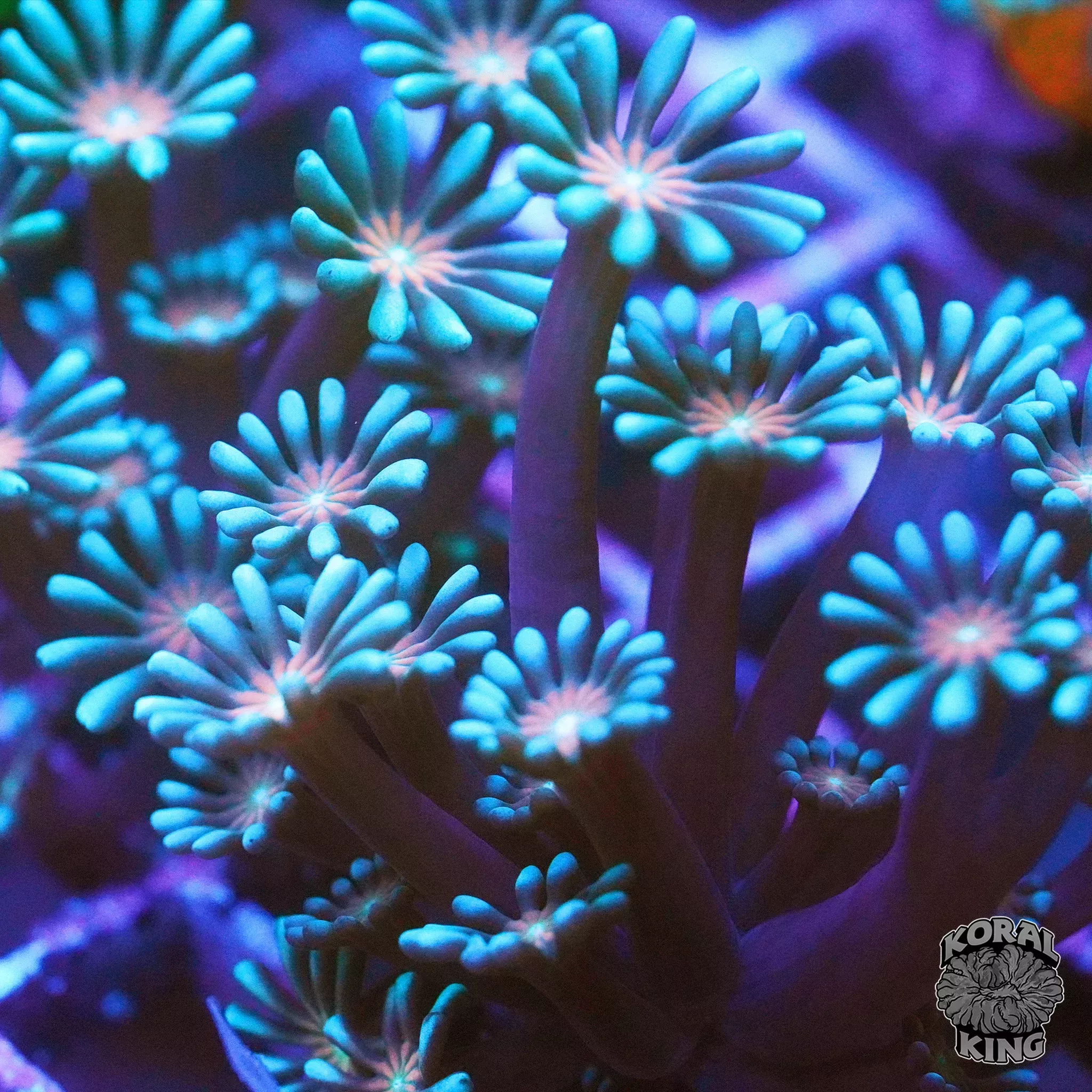Japanese Lotus Alveopora Frag