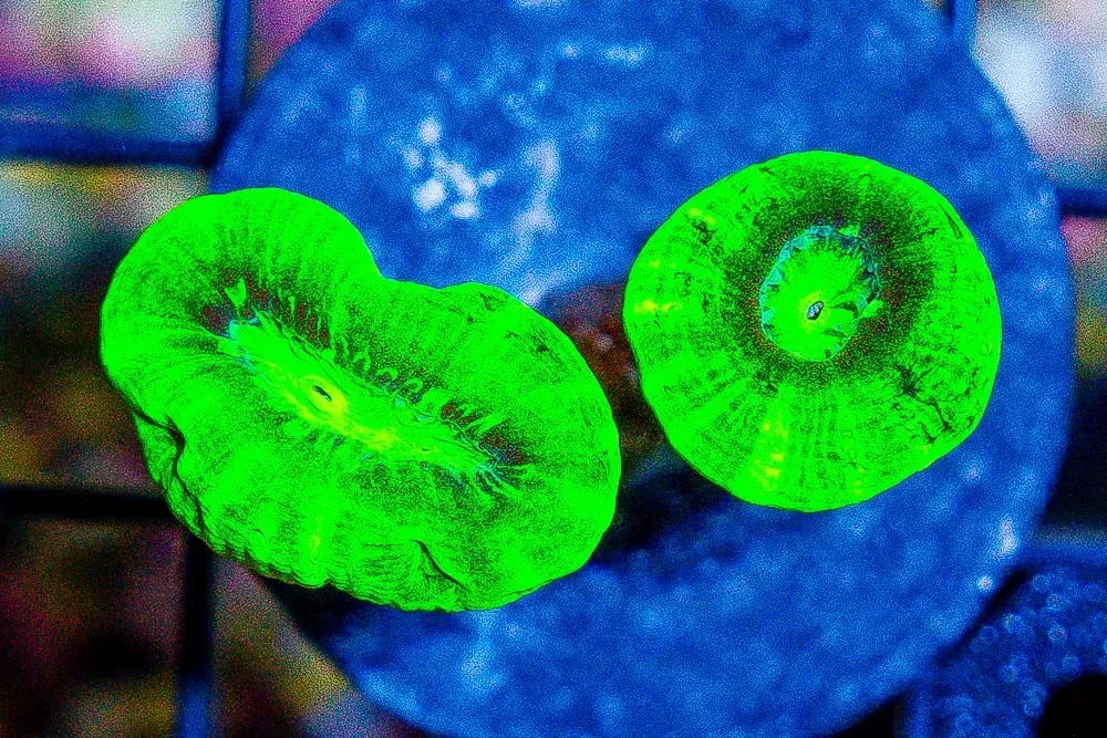 Kryptonite Candy Cane Frag CRAZY BRIGHT!