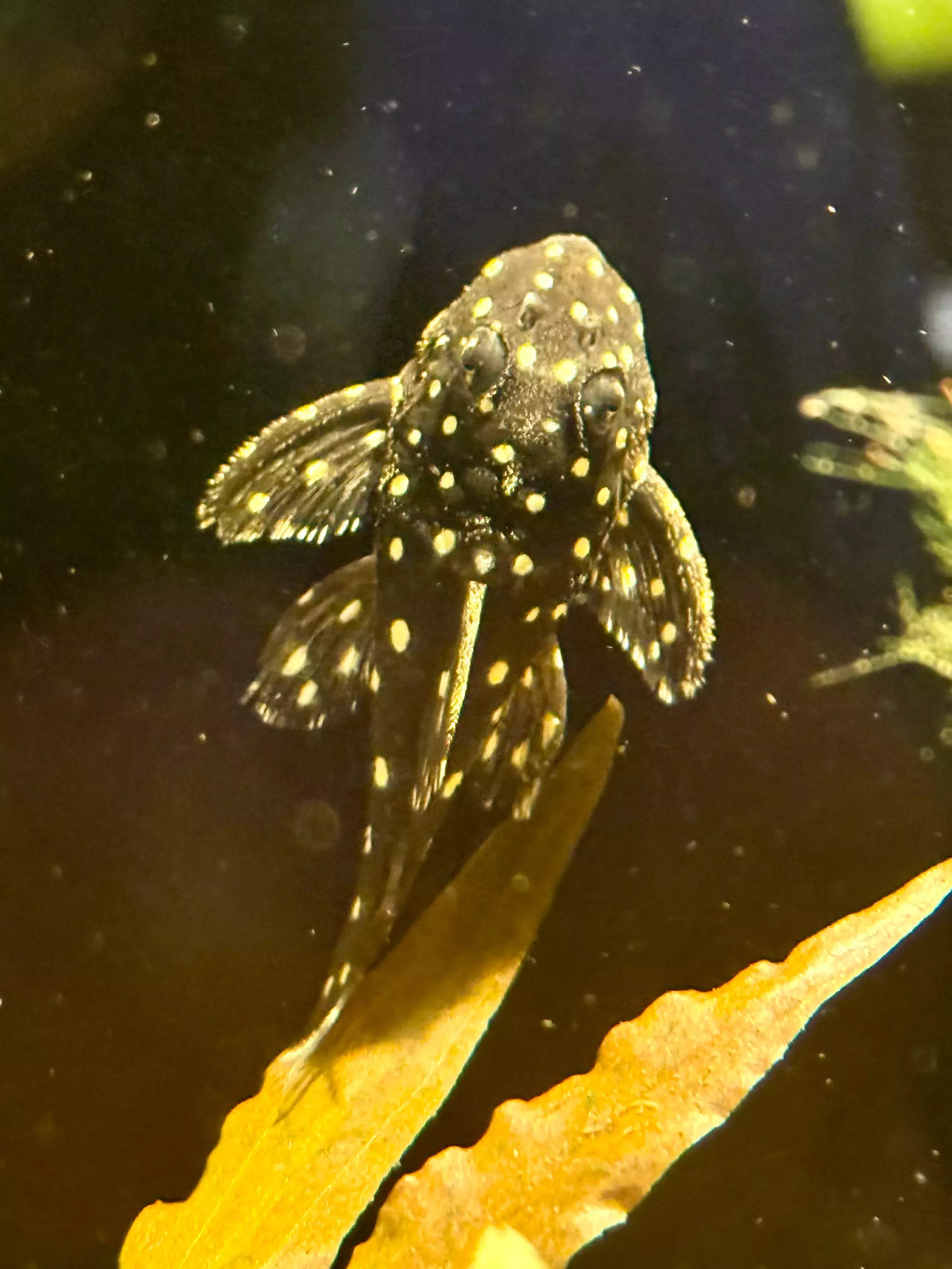 L-471 Mini Snowball Pleco – 2-3″