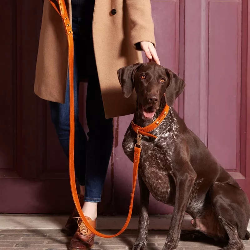 Laisse pour chien – Orange Mandarine