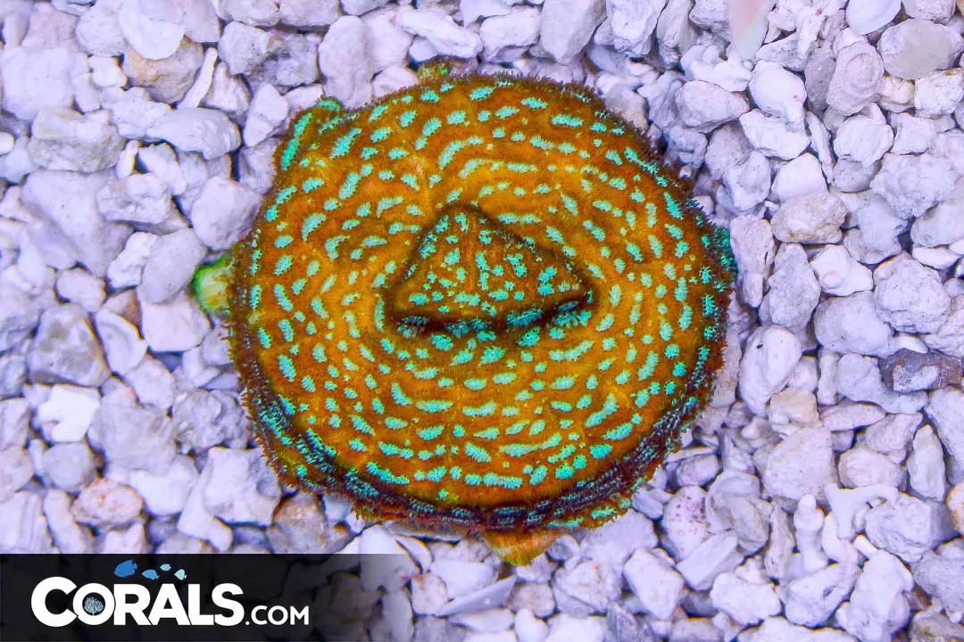 Leptoseris Frag FULLY ENCRUSTED
