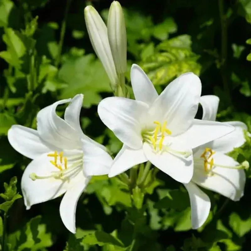 “Lilium Asiatic Red Color Flower Bulb “ | Customer Favorites