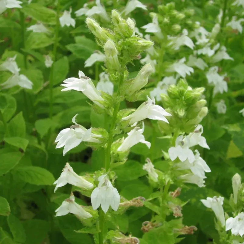 Lobelia Siphilitica Alba