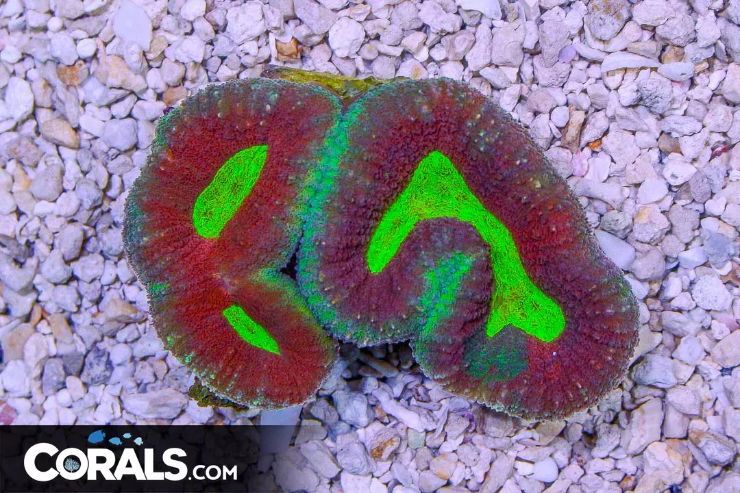 Lobophyllia – Australia ULTRA BRIGHT CENTER