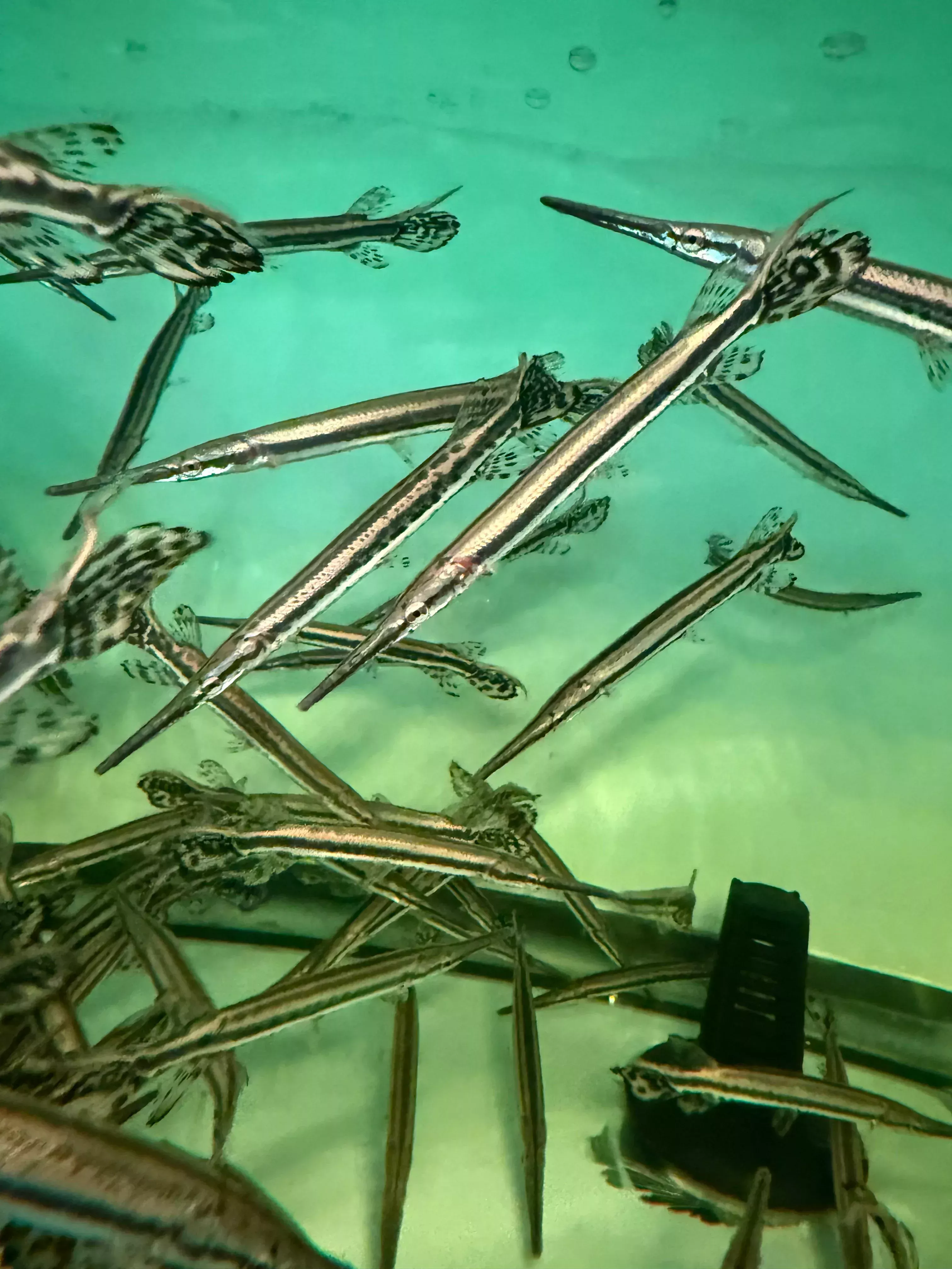 Longnose gar (Lepisosteus osseus)