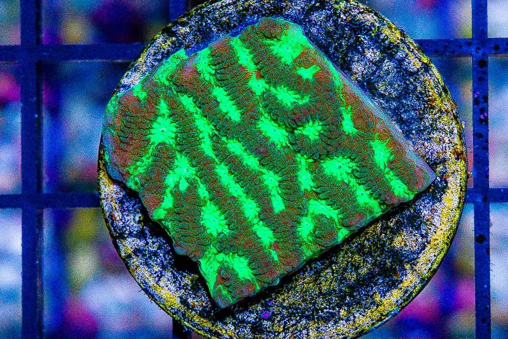 Merulina Frag