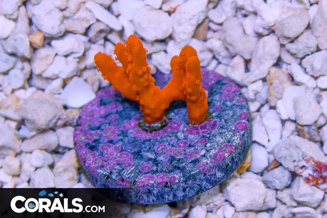 Montipora Setosa Frag