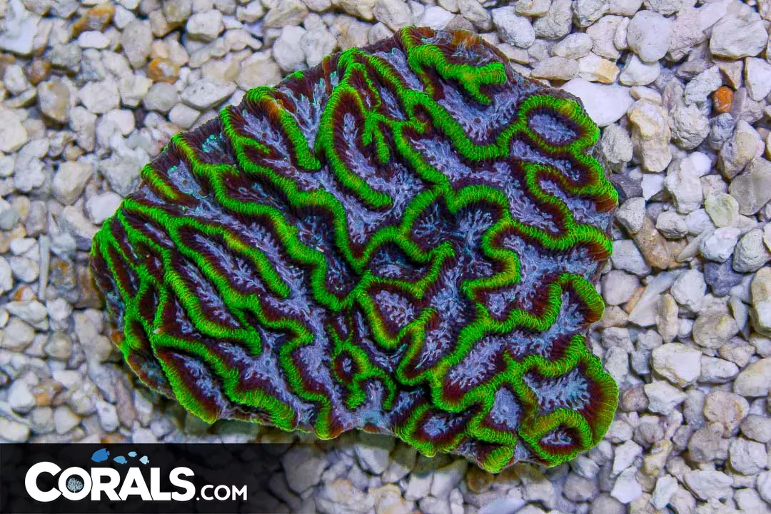 NEON Pink Eye Platygyra – Australia