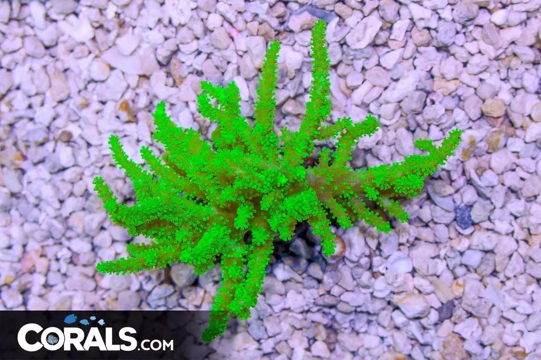 Neon Sinularia Leather – Australia