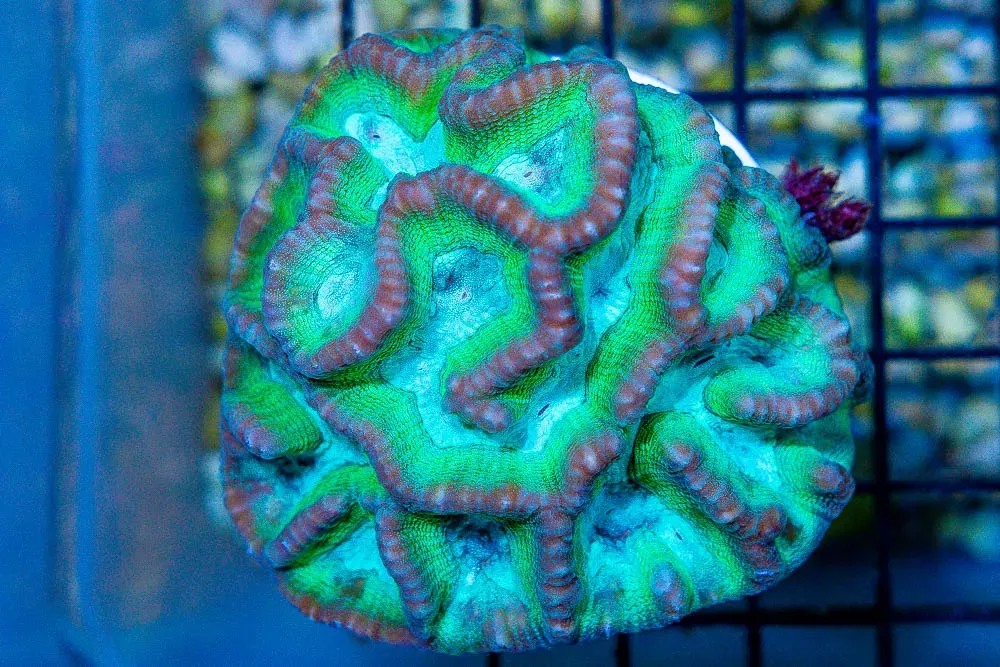 Oulophyllia – Fiji