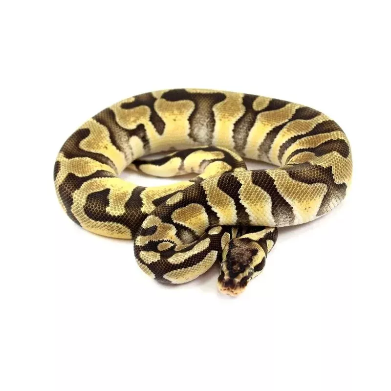 Pastel Enchi Ball Python | Customer Favorites