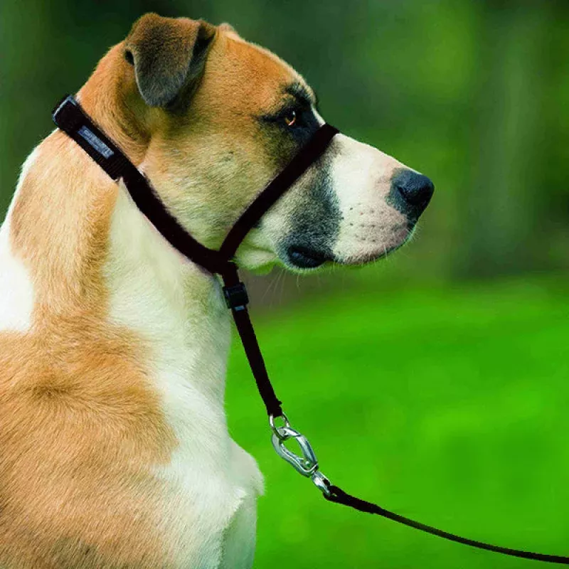 PetSafe - Easy Walk Head Collar
