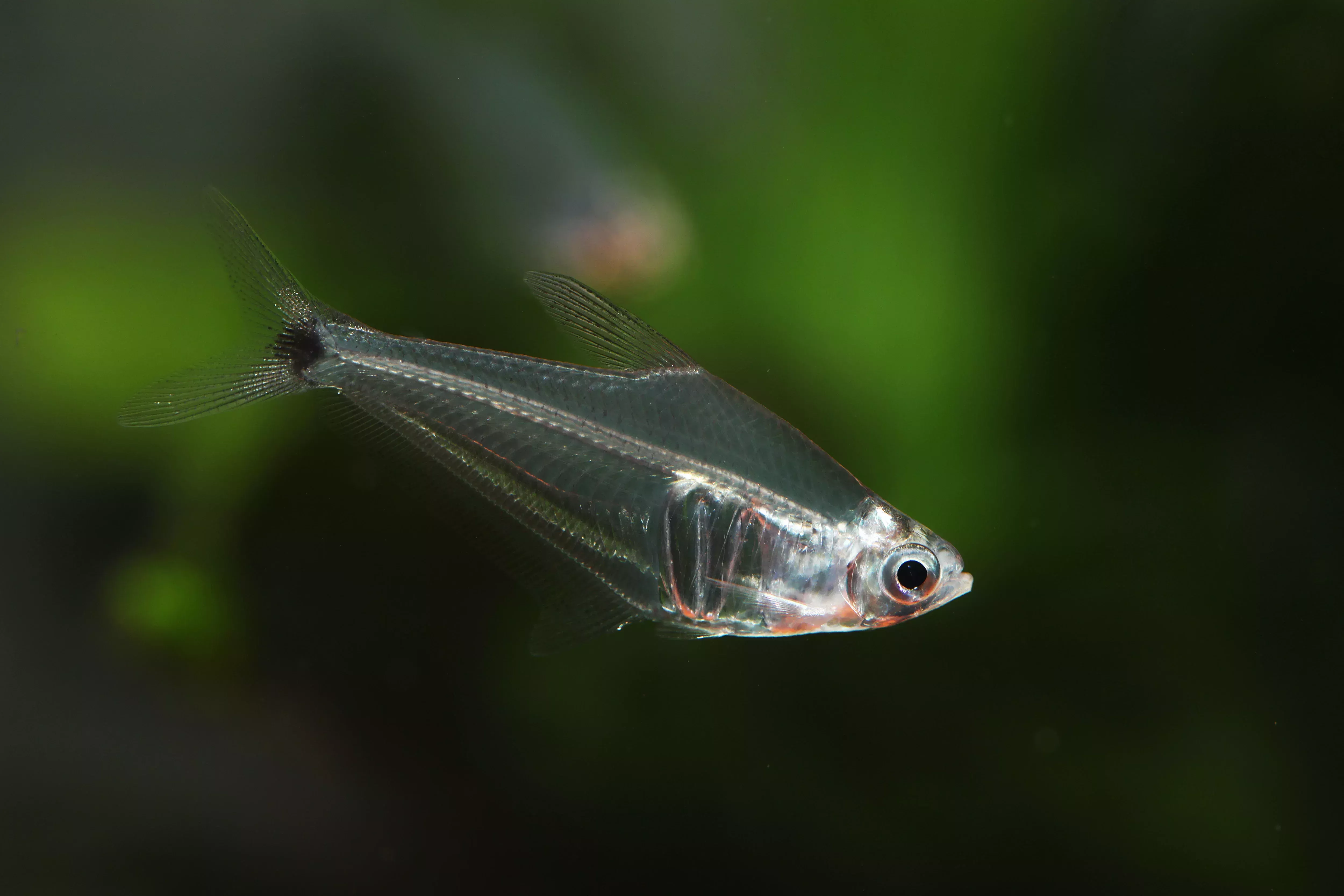 Pi Tetra