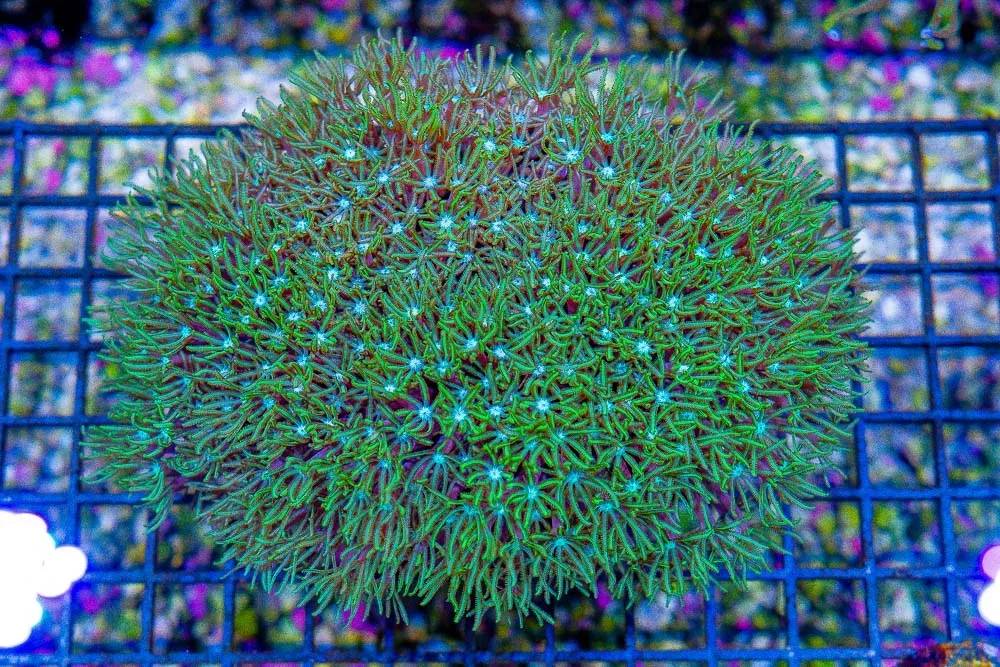 Pipe Organ – Indo- TONS OF POLYPS!