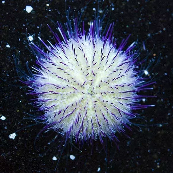 Purple collectors Pincushion Urchin