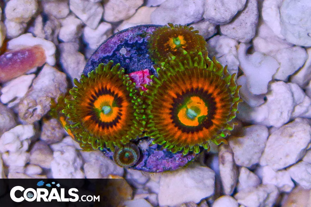 RAINBOW INCINERATOR Zoanthid Frag Aquacultured