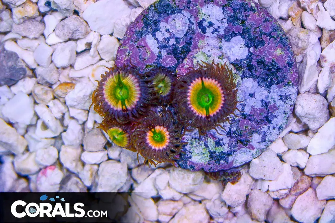 Rainbow Infusion Zoanthid Frag